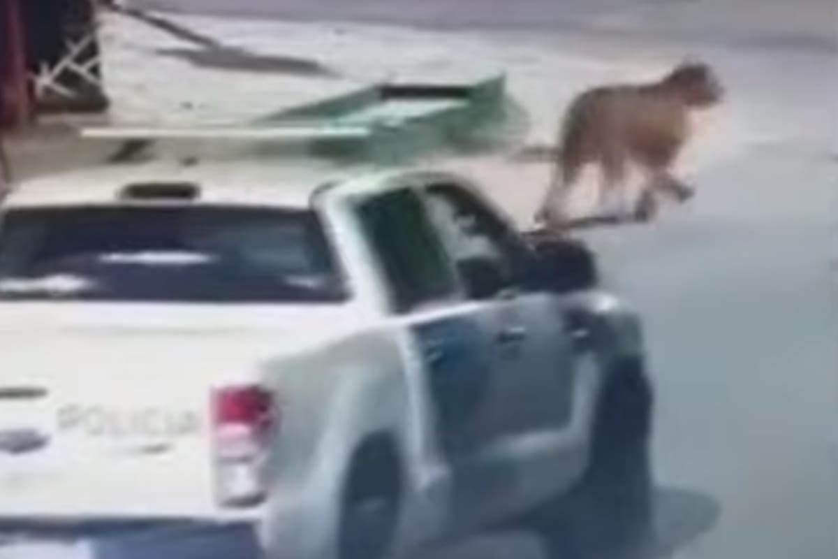 Un puma suleto en las calles de Villa Gesell