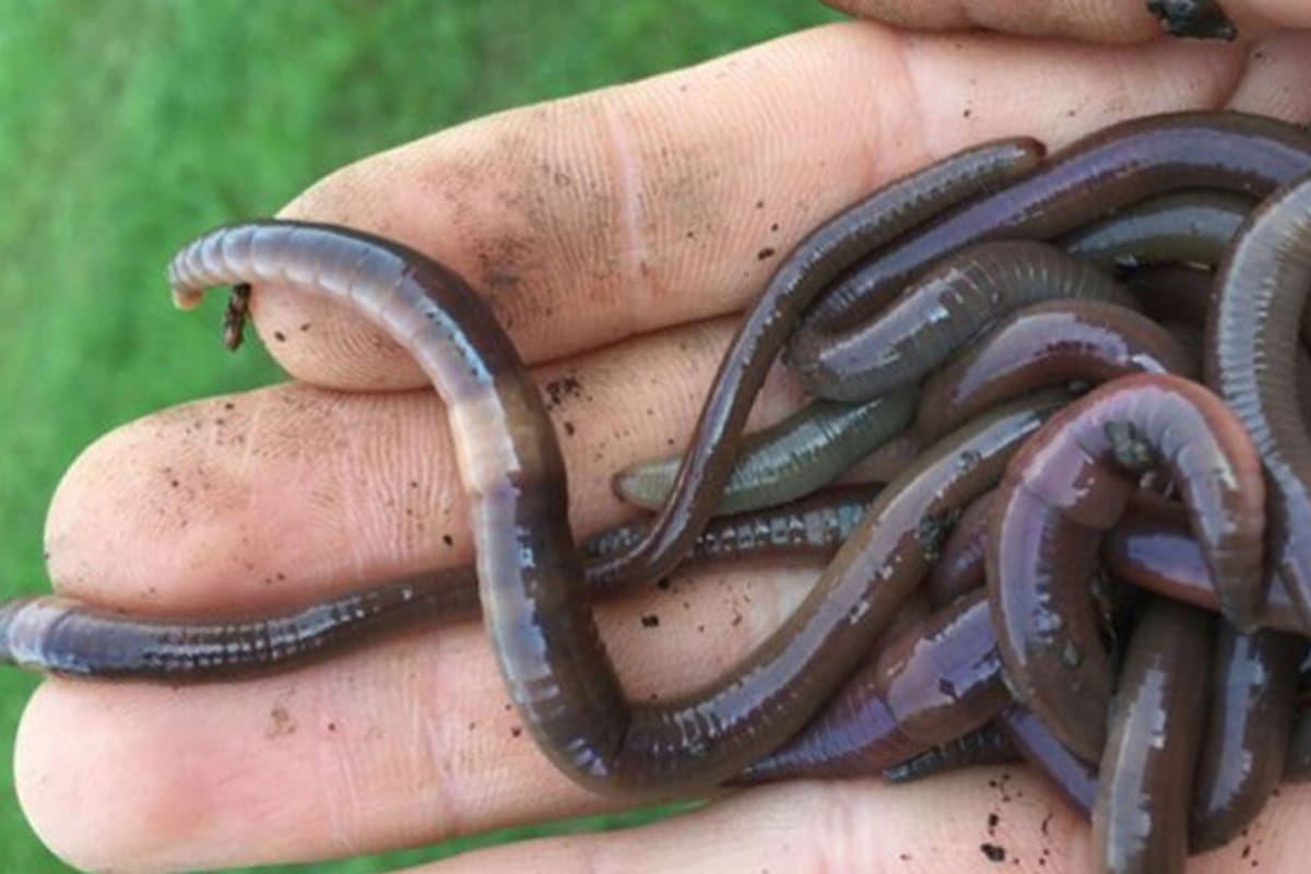 Un puñado de gusanos saltarines asiáticos invasores en la mano Brad Herrick, del Madison Arboretum de la Universidad de Wisconsin