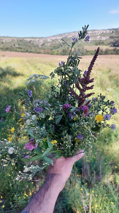 Un ramillete de flores que crecen en el campo orgánico.