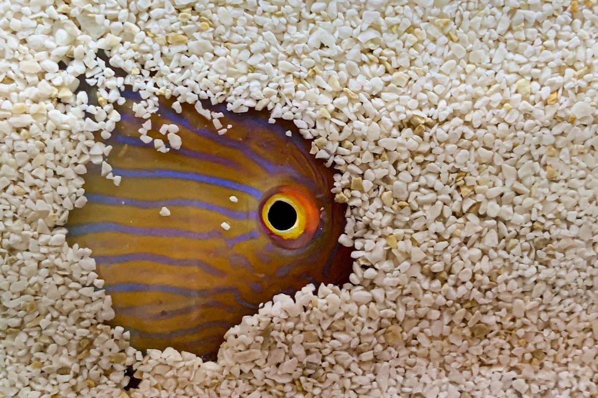 Un raor en su hospedaje de reposo, las arenas de las aguas poco profundas de las Islas Baleares