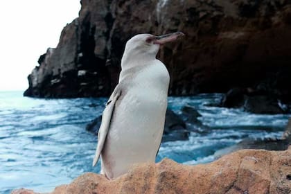 Un raro pingüino blanco descubierto en las Islas Galápagos de Ecuador