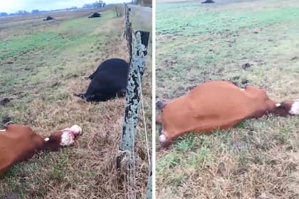 Un rayo mató a 9 animales y el video se hizo viral en las redes sociales