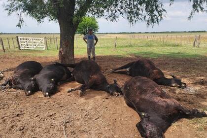 Un rayo mató cinco vacas y un ternero en un campo de Quehué