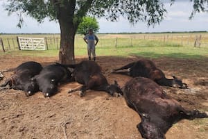 Un rayo mató cinco vacas y un ternero en un campo de Quehué