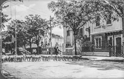 Un rebaño de ovejas avanza por la actual calle Pareja hacia fines de la decada del '30. Probablemente era un modo de exponer la mercadería.
Cortesía Archivo General de la Nación. Revista Devoto.