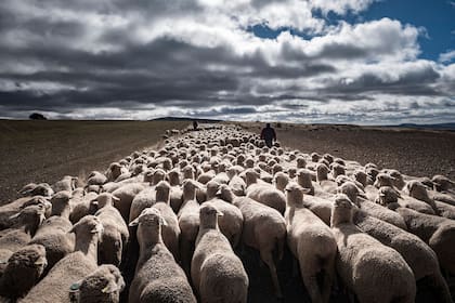 Un rebaño de ovejas trashumantes en España
