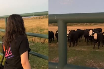 Un rebaño de vacas reacciona inesperadamente cuando una mujer les canta