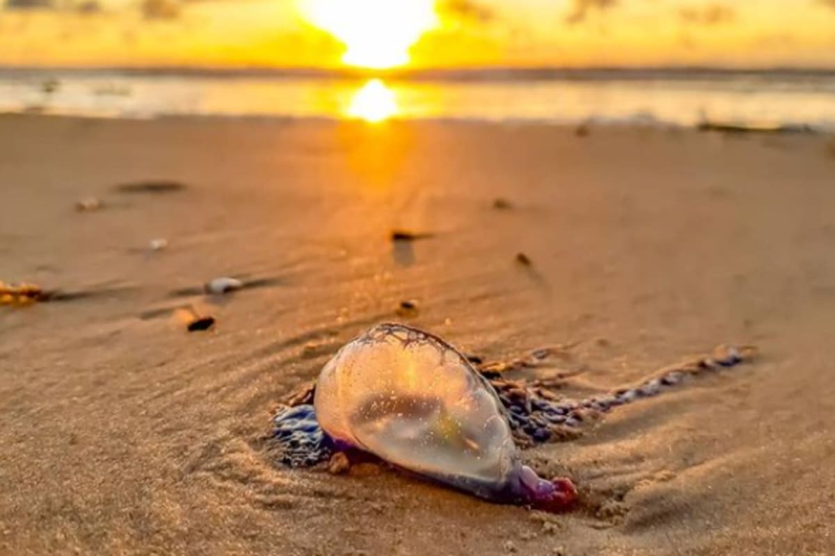 Un reconocido fotógrafo de vida silvestre capturó la impresionante escena en la que decenas de caracoles devoran a una medusa gigante en las playas de Sudáfrica