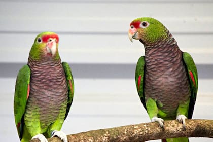 Un relevamiento internacional advirtió que en los últimos cinco años se agravó la situación de 96 especies en 21 países; el estudio abarcó desde La Florida, en Estados Unidos, hasta la Patagonia