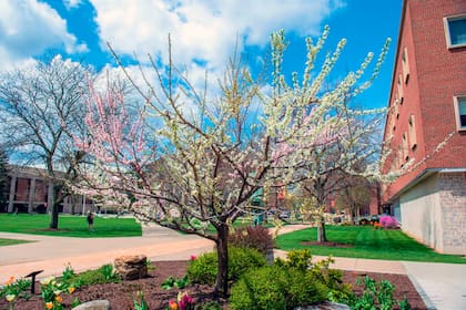 Un render del proyecto del profesor de arte Sam Van Aken