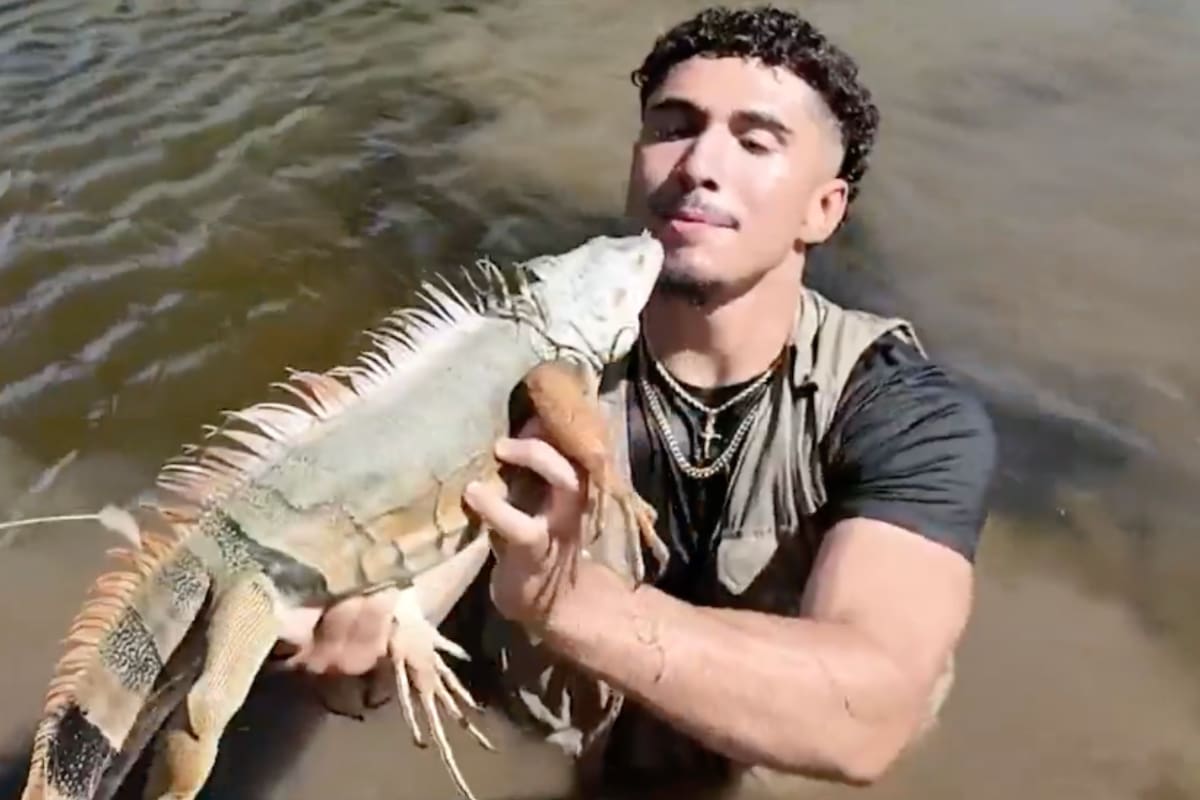 Un rescatista conocido como el “Tarzán cubano” atrapó a una iguana en plena caída de un árbol