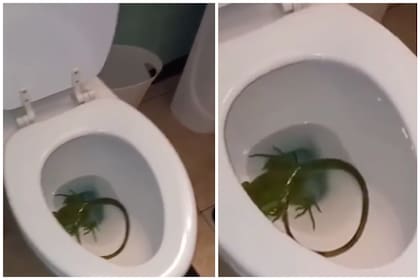 Un residente de Florida se llevó una sorpresa al tratar de ir al baño a la mañana