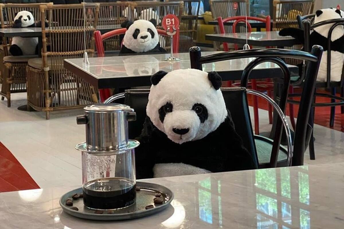 Un restaurante de Dubai puso osos panda de peluche en las mesas