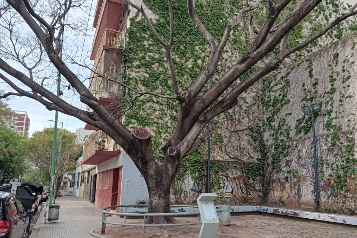 Un retoño del Pacará en el que vacunó Saturnino Segurola a comienzos del siglo XIX se ve hoy en el mismo lugar donde el Dean efectuó su labor sanitarista, en las actuales esquinas de Baldomero Fernández Moreno y Puán