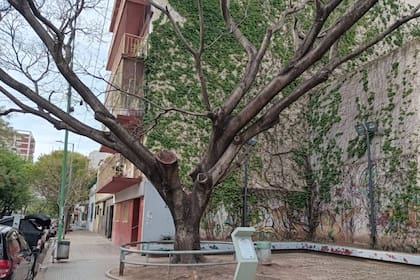 Un retoño del Pacará en el que vacunó Saturnino Segurola a comienzos del siglo XIX se ve hoy en el mismo lugar donde el Dean efectuó su labor sanitarista, en las actuales esquinas de Baldomero Fernández Moreno y Puán