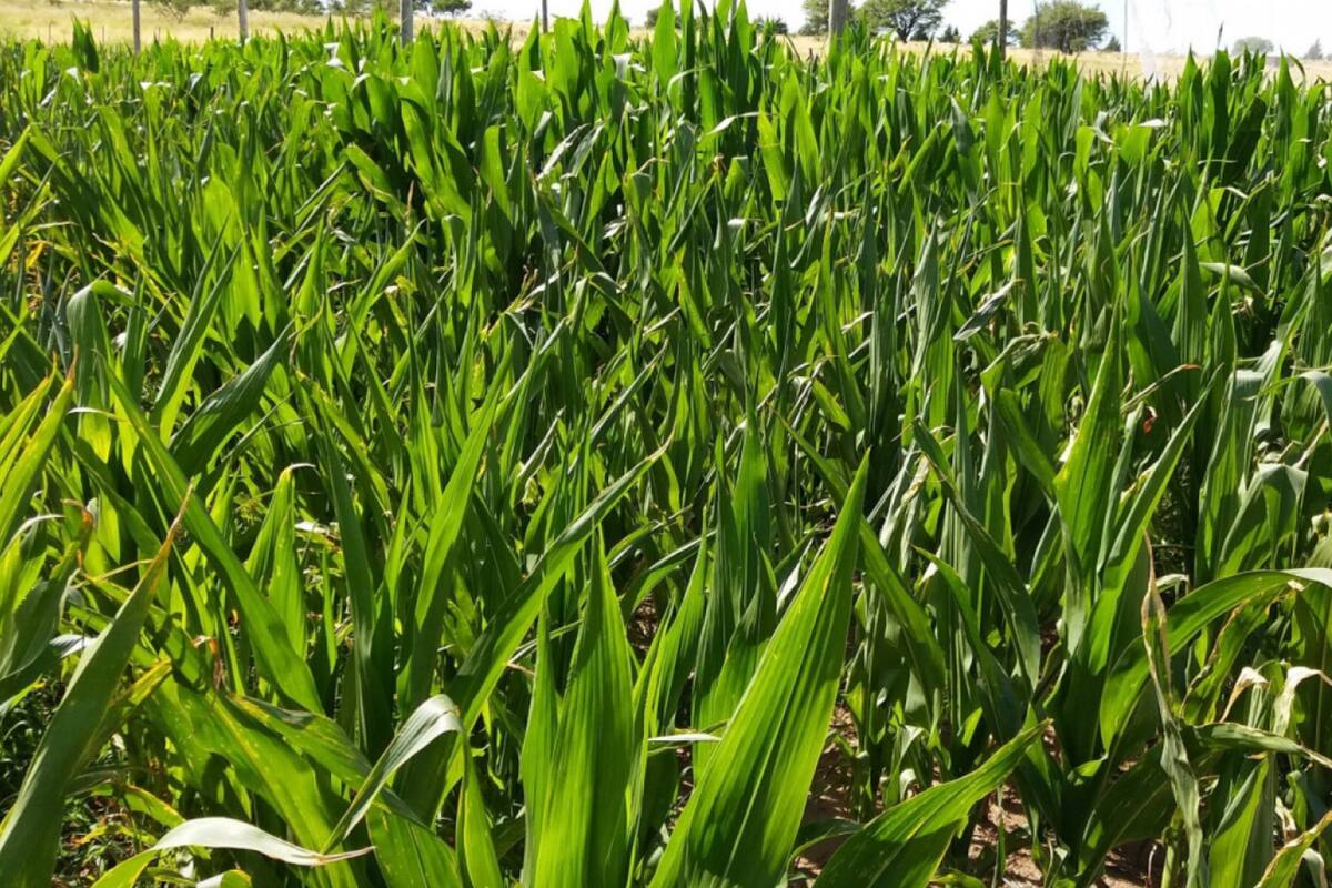"Un retraso en la siembra y una reducción controlada en la densidad pueden generar efectos favorables”, señalaron en el organismo