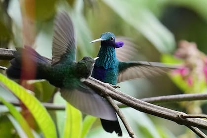 Un rincón de los Andes, último reducto de colibríes que son el emblema de la capital de Ecuador