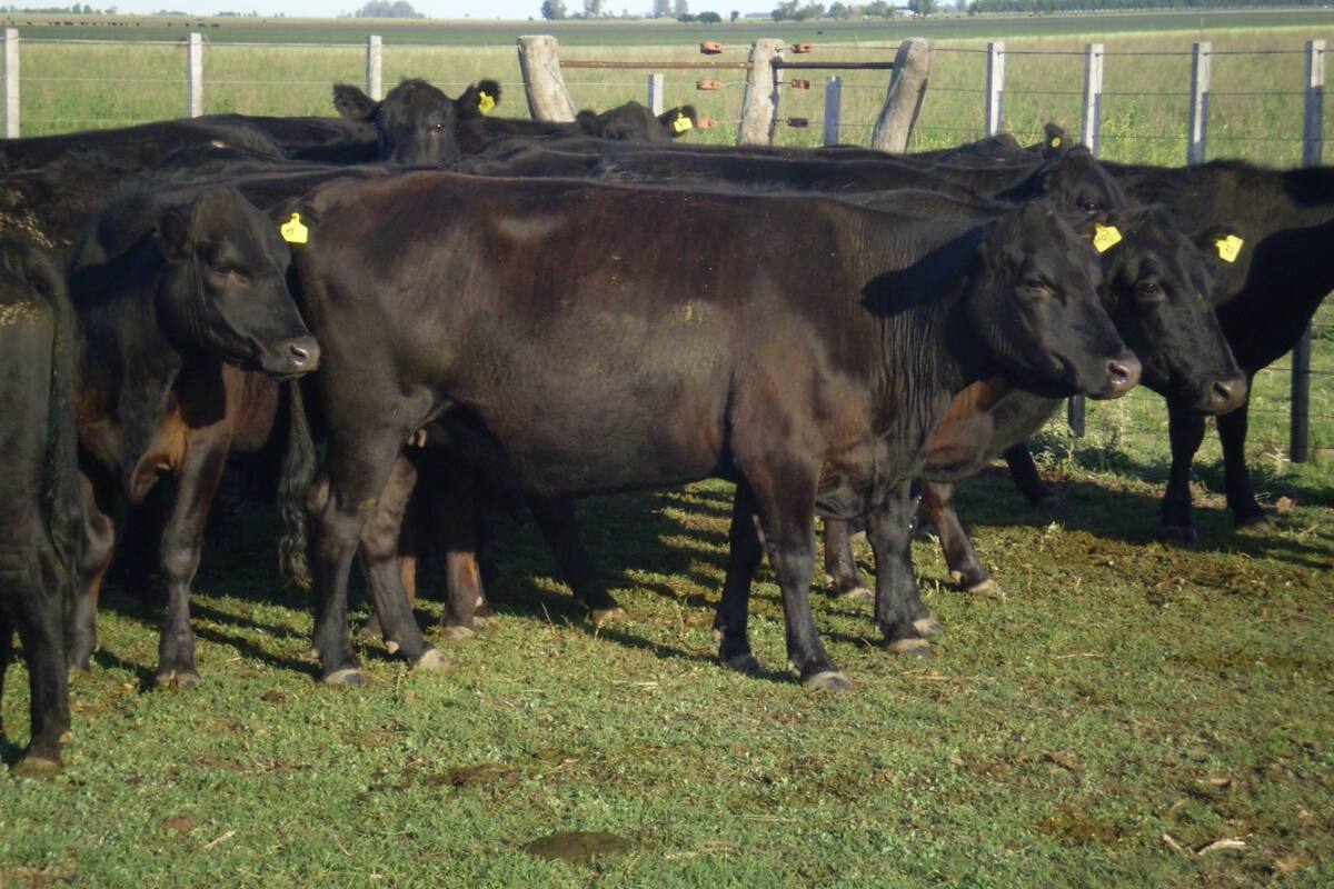 Un rodeo de vacas. Es clave la planificación