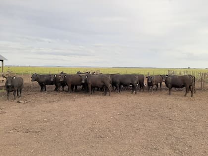 Un rodeo de vaquillonas para servicio