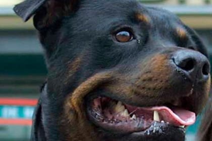 Un rottweiler atacó a una nena de dos años