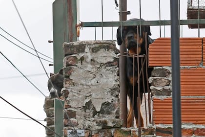 Un Rottweiler y un Pitbull americano vigilan todo desde una terraza
