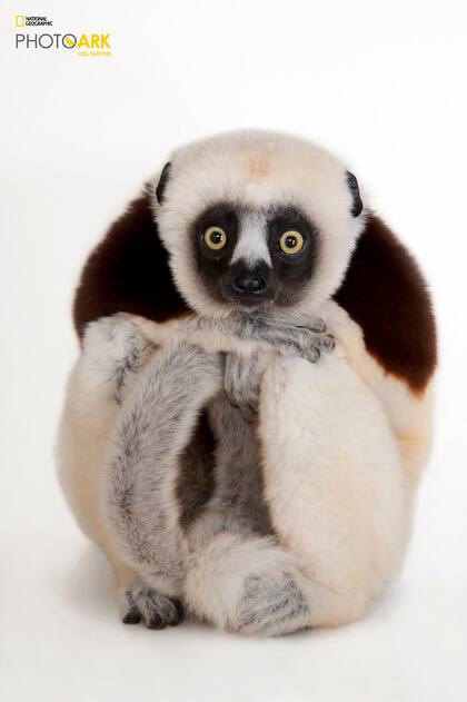 Un saifa de Coquerel (Propithecus coquereli), en el zoológico de Houston.