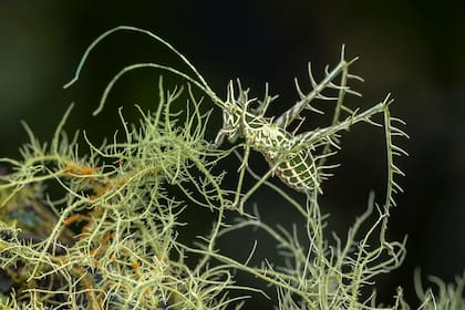 Un saltamontes dragón de líquenes de color verde pálido se camufla casi por completo entre el delicado follaje ramificado del mismo color