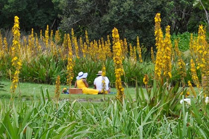 Un sector de picnic a principios de verano con Wachendorfia thyrsiflora