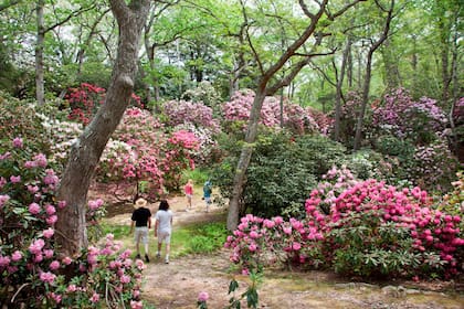 Un sendero en un parque con grandes plantas de rododendros en flor