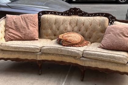 Un sillón en una calle de Brooklyn, en Nueva York