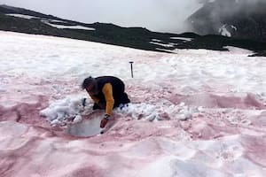 Un singular prodigio de la naturaleza llamó la atención de un equipo de investigadores