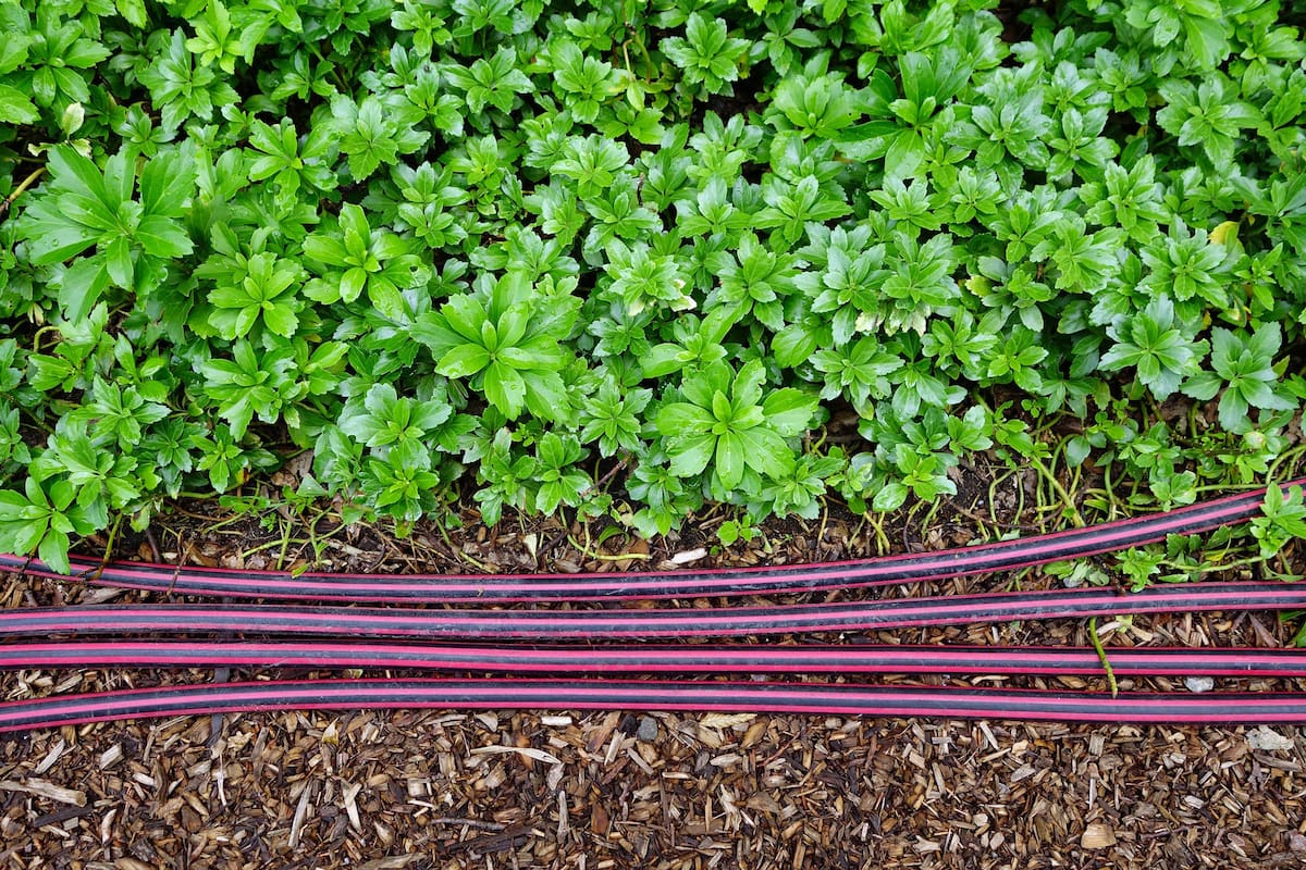 Un sistema de riego automático garantiza el buen desarrollo de las plantas