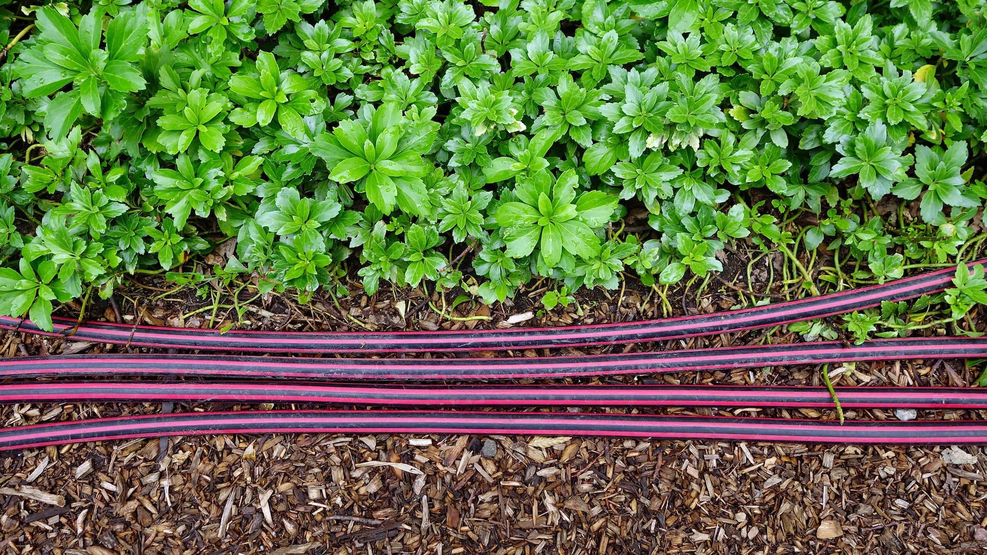Un sistema de riego automático garantiza el buen desarrollo de las plantas