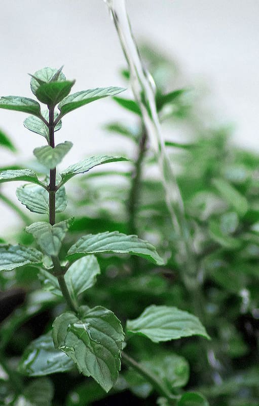 Un sistema de riego automático garantiza el buen desarrollo de las plantas