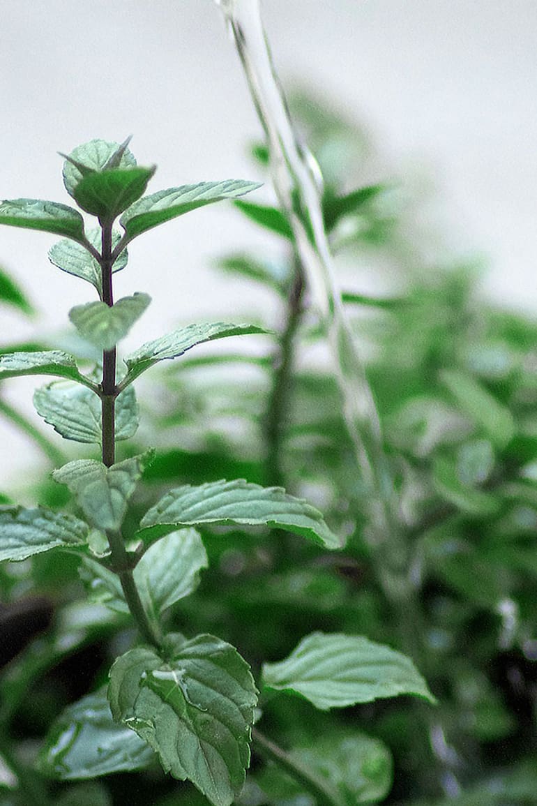 Un sistema de riego automático garantiza el buen desarrollo de las plantas