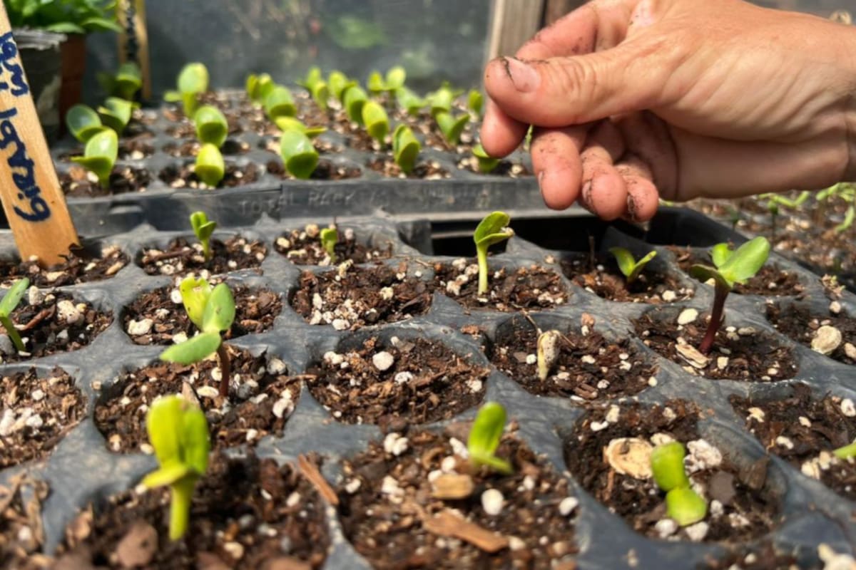 Un suelo fértil dará plantas más productivas y sanas. Ante cualquier factor externo, como falta de agua o aparición de plagas y enfermedades, una planta con suelo abonado estará más preparada para hacerle frente