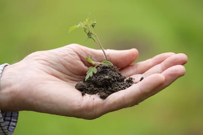 Un sustrato pobre o compactado no permite un buen drenaje ni una buena oxigenación