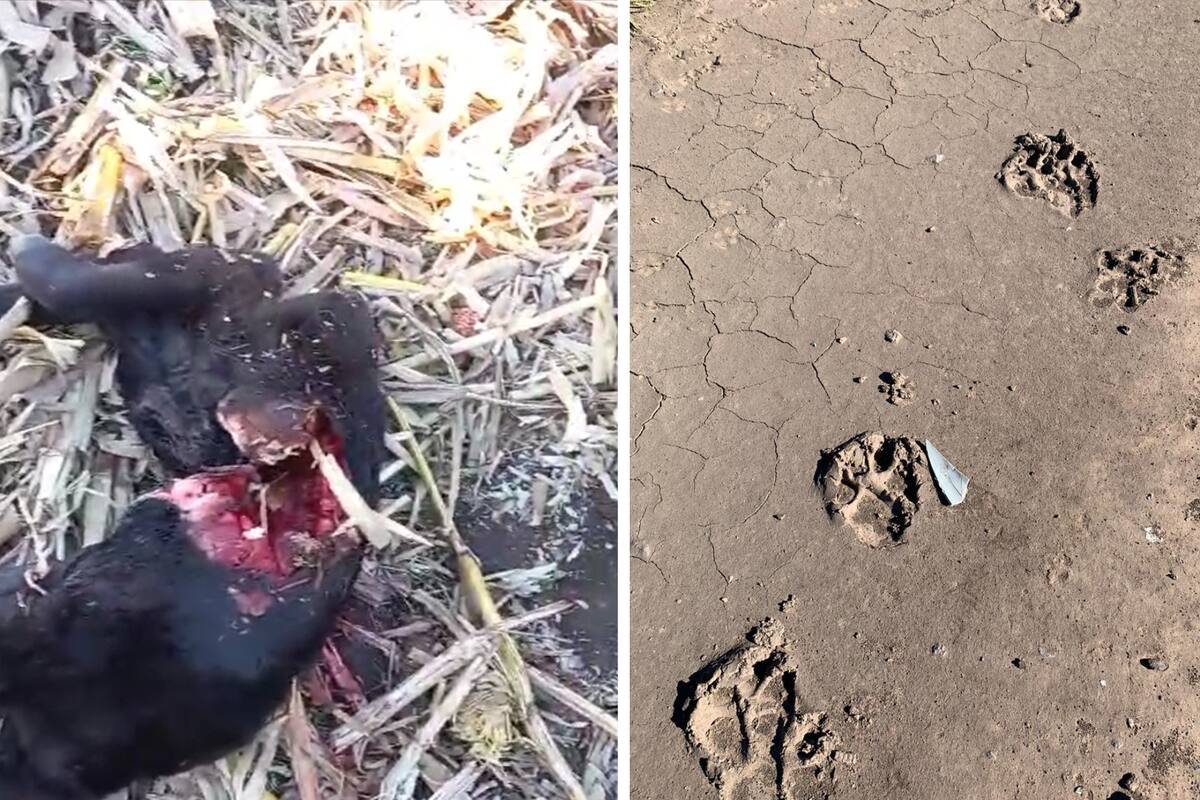 Un ternero fue atacado salvajemente y los productores temen por la aparición de pumas en la zona