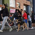 Fuerte terremoto en Colombia: cómo ayudar a tus mascotas en caso de temblor