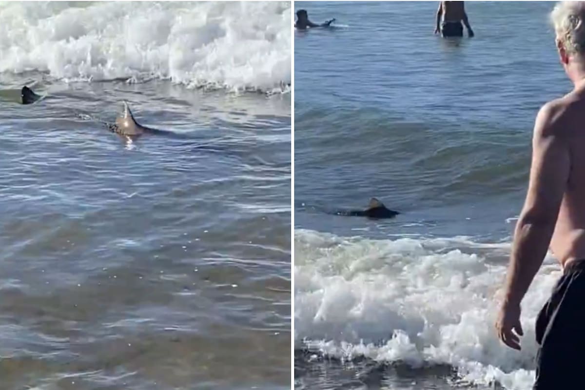 Un tiburón apareció en una playa de Mar del Plata