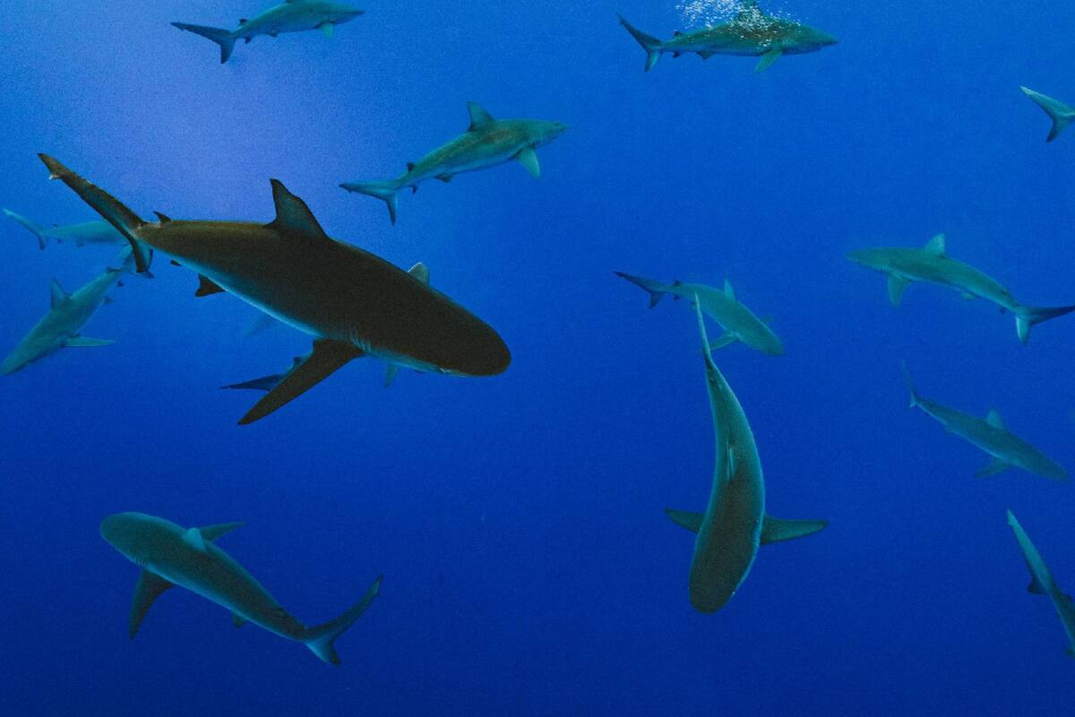 Un tiburón atacó a una joven de 21 años mientras caminaba por un estuario de Nueva Zelanda / Imagen ilustrativa