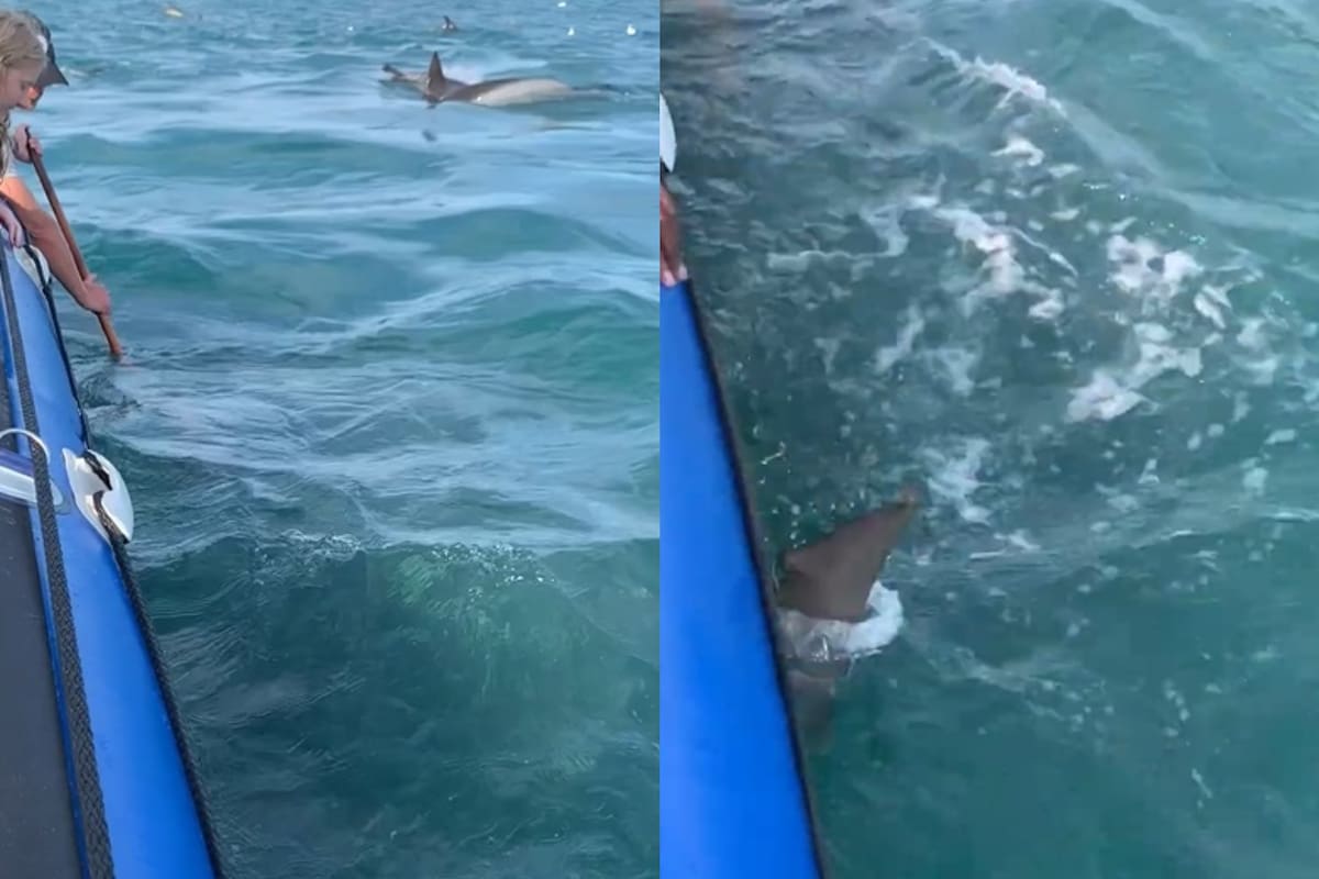 Un tiburón atacó una embarcación inflable y casi deja a sus pasajeros varados en medio del mar