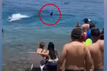 Un tiburón ballena irrumpió en las playas de ciudad israelí de Eilat.