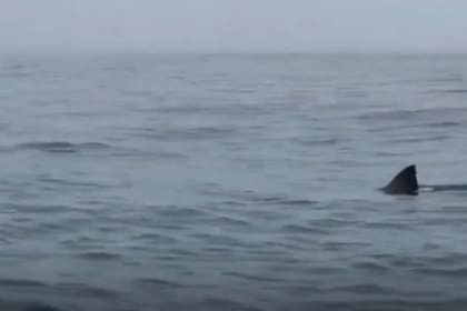 Un tiburón blanco persiguió a dos amigos que pescaban en kayaks en San Francisco
