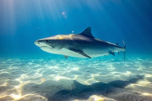 Un tiburón en Australia sorprendió por su curioso aspecto