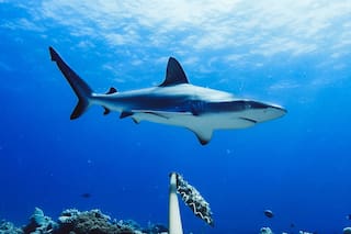Australia: el misterio detrás del récord de ataques de tiburón en casi un siglo