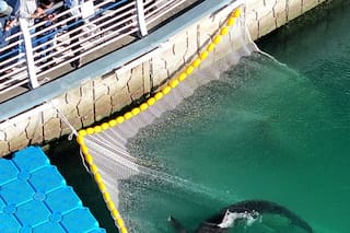 Después de 2 intentos, Surcorea logra liberar a un tiburón atrapado en canal de Busan