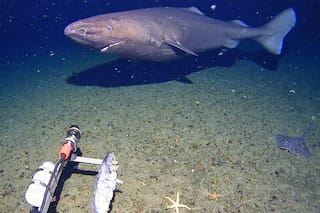 Un tiburón inesperado es grabado en video por primera vez en las gélidas profundidades antárticas