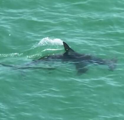 Un tiburón martillo apareció en las costas de Florida cerca de los surfistas