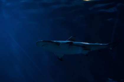 Un tiburón mordió la pierna izquierda de una mujer de aproximadamente 50 años, en el mar de Nueva York (la foto es ilustrativa)
